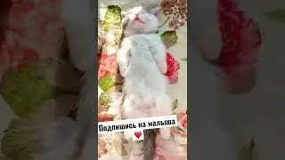 Красавчик❤️❤️❤️ #shorts
