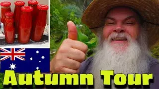 Aussie Autumn. Preserving Tomatoes, Food Growing update. Aussie native flowers & more.