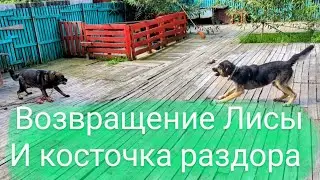 Возвращение Лисы, пугающая игрушка и косточка раздора