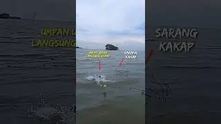 Brutal Betot..!! Action to conquer the White Snapper (Barramundi) coming out of its nest 