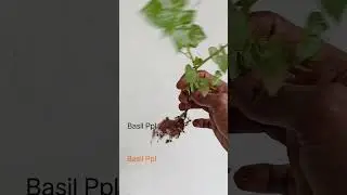 കുട്ടികാലത്ത് ഇത് ഉപയോഗിക്കാത്തവർ ഉണ്ടോ പൊട്ടി #Basilppl