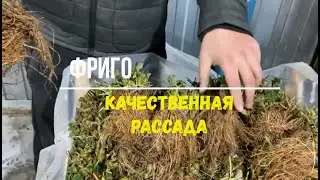 рассада клубники фриго сезон 2022