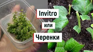 Инвитро или черенки, что лучше?