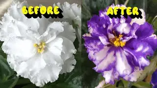 White violet changed color #shorts