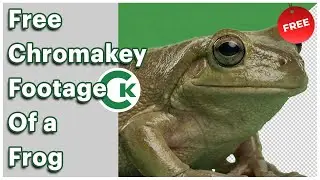 Free Frog Green Screen Footage | Chroma Key Frog Video