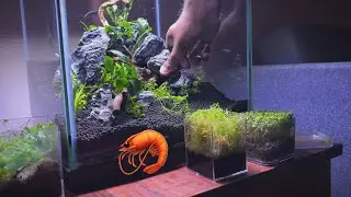 Building a 10 gallon planted tank for my shrimp
