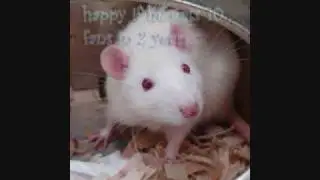 Squiggy The Ex-Lab Rat Wants to Be Famous :o