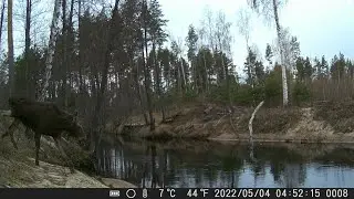 А Медведь ли в КАДРЕ??? Крупный зверь повернул ФОТОЛОВУШКУ. Ставлю лесные камеры. ЛОСИ и ЗАЙЦЫ #1