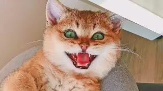 New Funny Animals 😂 Funniest Cats and Dogs Videos 😺🐶