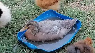 Утки-матери, их дети, жара и все, все, все.