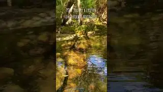 Adventure with a fox in the forest 🐾 #therian #quadrobics #fox #POV #alterhuman #nature