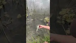 Bass fishing tiny pond 