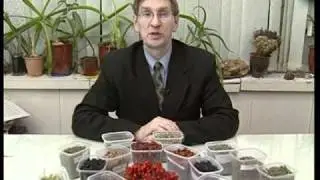 vitamin Plants (витаминные растения)