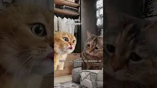 Дорогая, я тону в твоих глазах! #тренд #приколы #коты #мемыскотами#веселыекоты