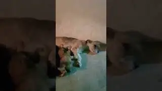 Эльза и её щенки #elsa and her puppy #home#video#shorts#shelter#doglover#
