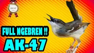 Masteran Ciblek Kristal Full Ngebren AK 47 Juara