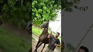 for sale = Marwari mare  sire by ratnakar ,,  Pregnant from alamgir  contact = +919872179268