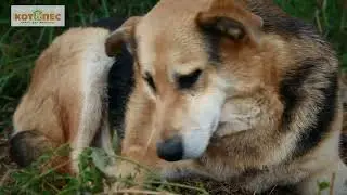 О чём мечтает собака 1