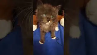 Три породы кошек в одном котенке .Дед сиамский , Бабушка --Невская Маскарадная ,Папа-Сибирский кот .