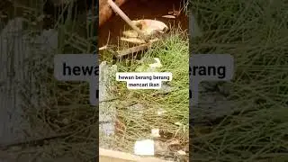 hewan berang berang mencari ikan di air