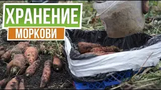 3 супер способа хранения моркови ✿Хранение моркови на зиму в погребе