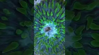 Is Feeding A Coral As Cute As Feeding A Puppy?