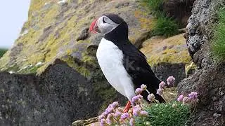 Atlantic Puffin Stock Video   Download Video Clip Now   iStock