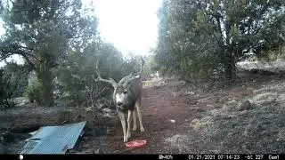 BIG BUCK and Coyotes JAN-2021