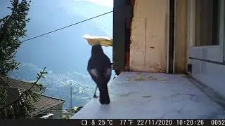 Uccellini ripresi dalla foto trappola...fuori fuoco.