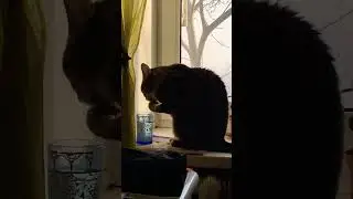 ВСЕ КОШКИ КАК КОШКИ,А ЭТА СУПЕР ЗВЕЗДА!!!