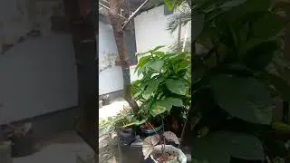 review tempat coli