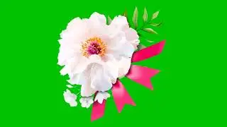 white flower green screen,Flowers green screen 4k video,Gift flower green screen 4k video,flower gre