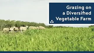 Getting Started with Grazing on a Diversified Vegetable Farm - Practical Cover Croppers