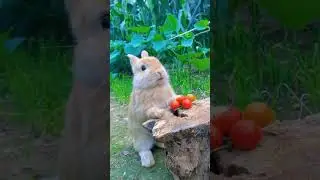 #cute #bunny #2024 #newyear #foryou #tiktok #dance #children #shortsvideo #childrensongs #soccer #me