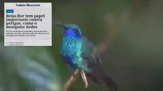Beija flores além de beleza são importantes no combate à dengue.