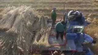 Water reed harvesting on the Fertő-Lake wetland.