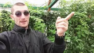 Температурный режим на гидропонике система NFT клубника 