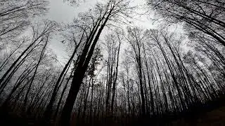 SHINRIN - YOKU 1