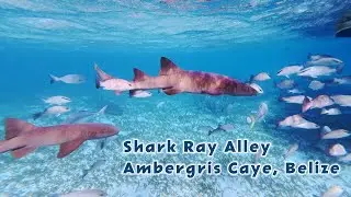 Shark Ray Alley | Ambergris Caye, Belize