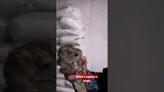 Спартанец спас совенка от гибели!