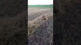 Юмз 6 сенокос