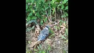 Baby Bluejay calling its parents