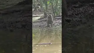 Swamp Tour (3)