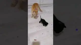 Вот это мне уже не нравится!! #kitten #афина #cat #catlover #love #cute #kitty #animals #котик