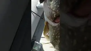 Pike on a brand new jerk from master Alexander! 