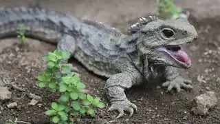 Bizarre and Beautiful: New Zealand's Animal Kingdom