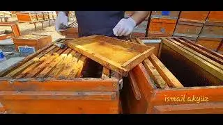 propolis hasadı