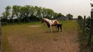 Tequila hoofcare