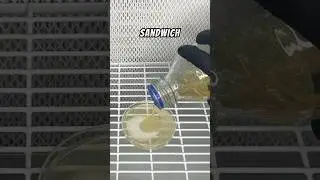 Agar Sandwich Method 