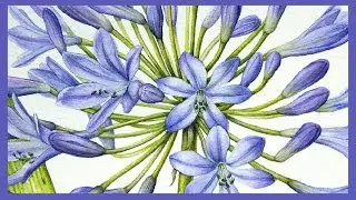 BOTANICAL ART - Agapanthus Detail 2